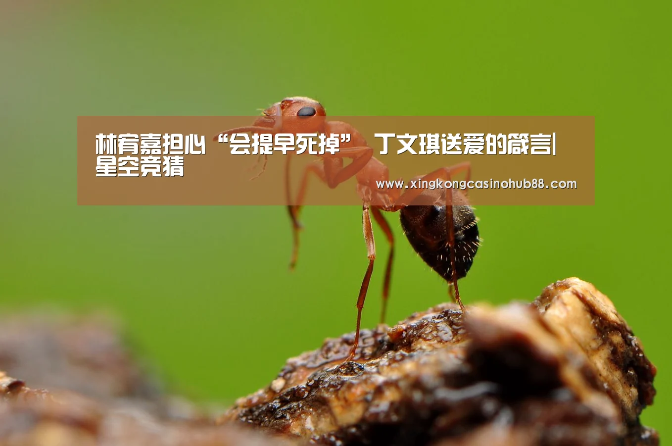 林宥嘉担心“会提早死掉” 丁文琪送爱的箴言|星空竞猜(图3) 星空真人