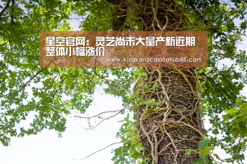 星空官网:灵芝尚未大量产新近期整体小幅涨价(图1) 星空官网