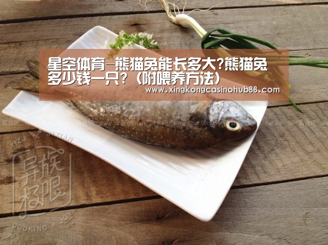 星空体育-熊猫兔能长多大?熊猫兔多少钱一只?(附喂养方法)(图4) 星空官网